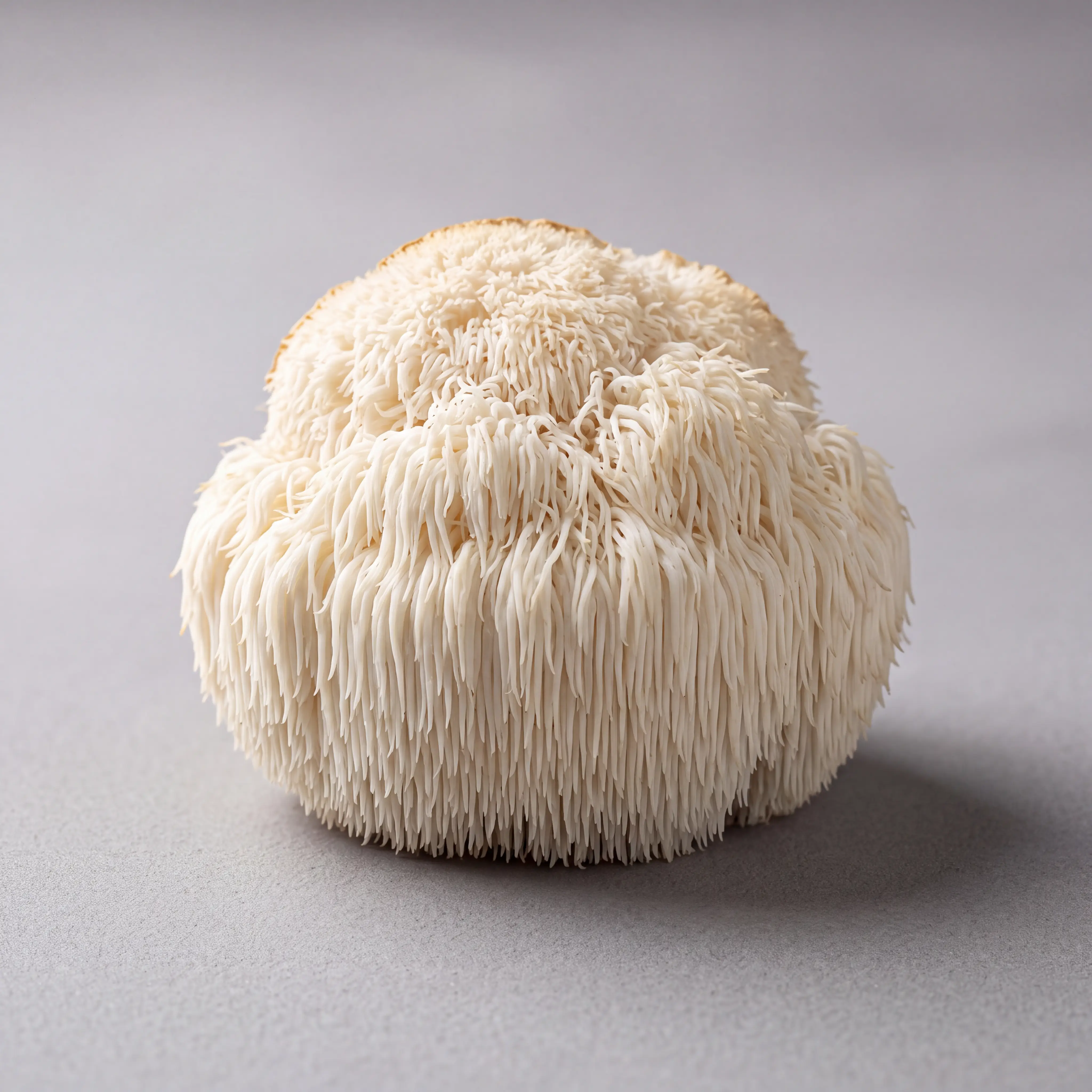 Lion's Mane mushroom, white cascading spines, studio still life
