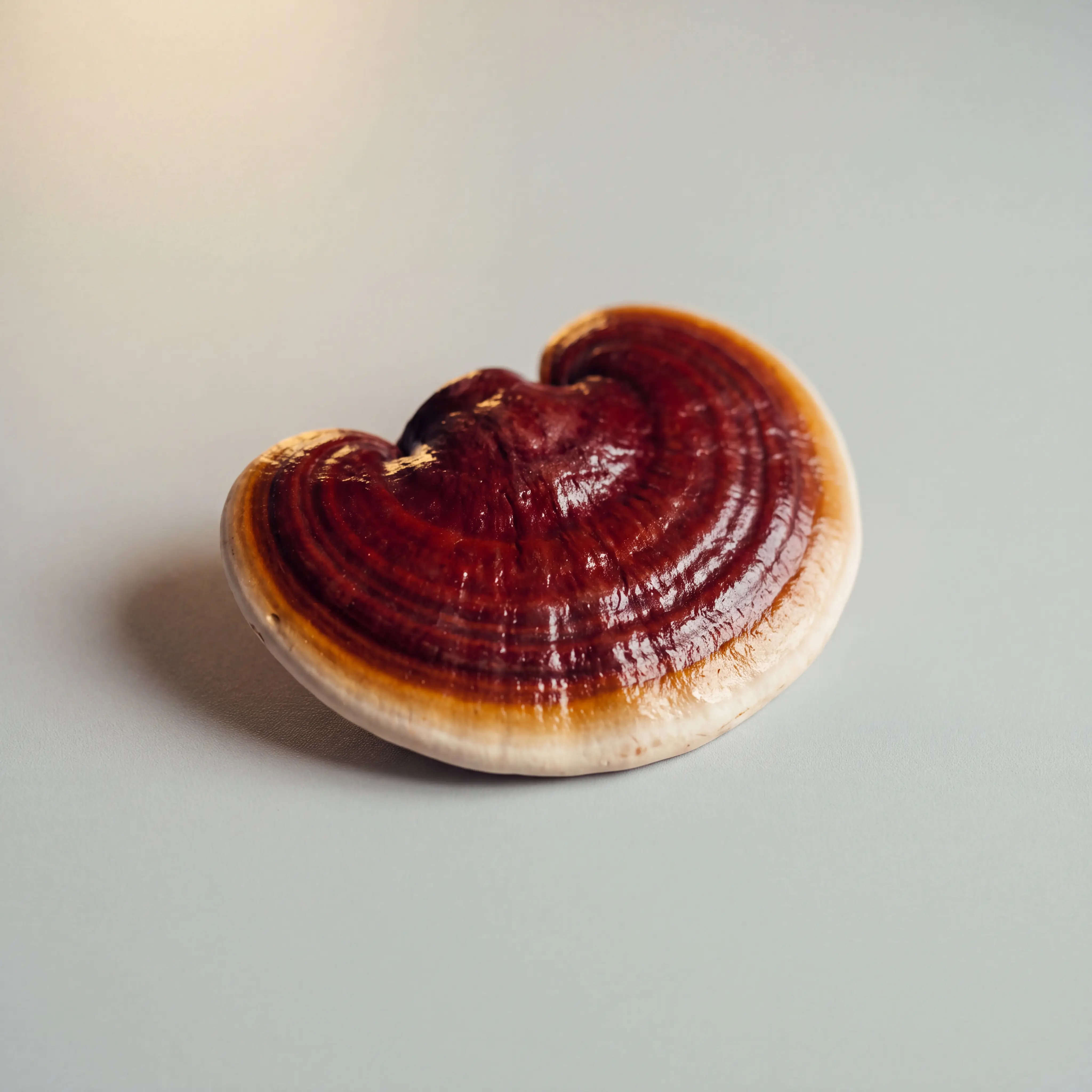 Reishi mushroom, lacquered red kidney-shaped cap, studio still life