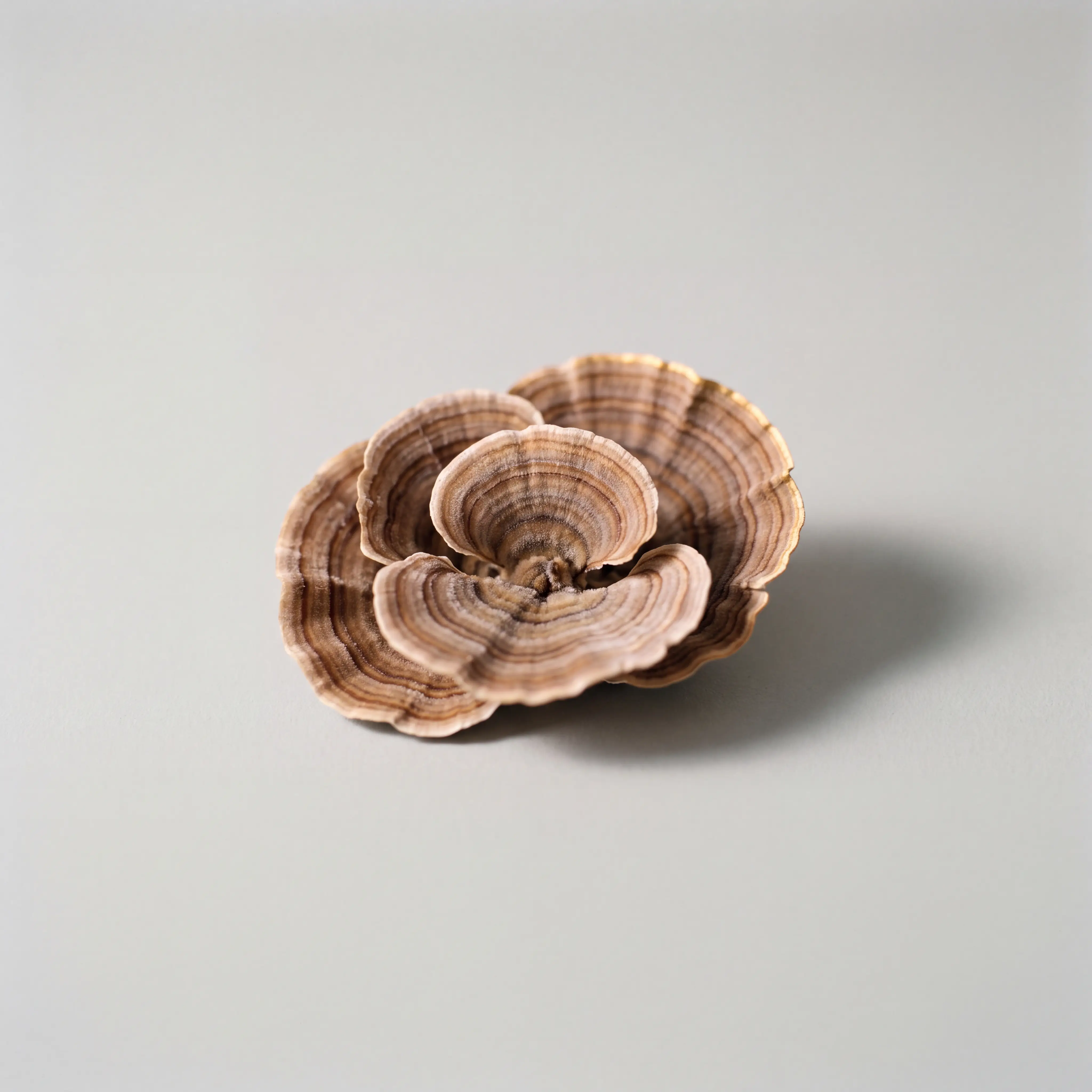 Turkey Tail mushroom fans with banded brown and cream rings, studio still life