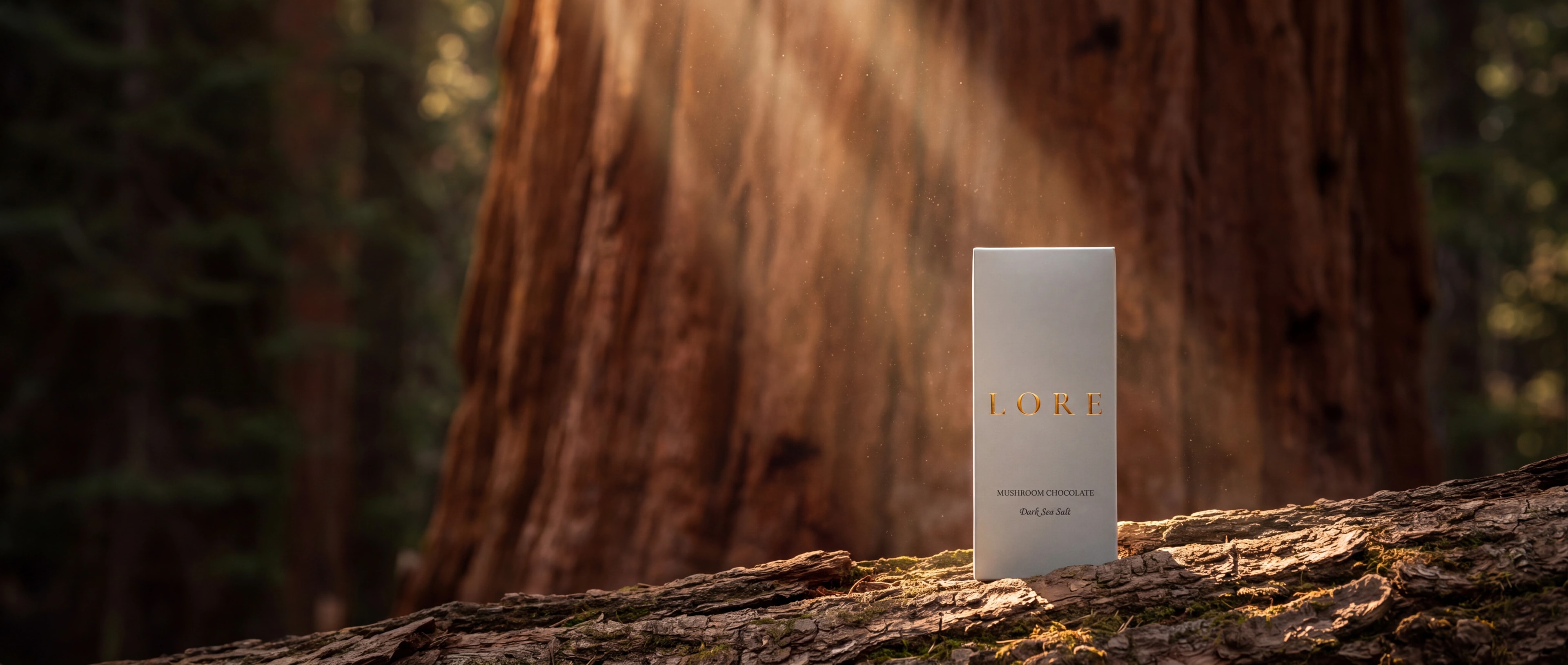 Ancient sequoia forest in mist